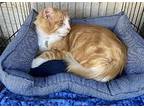 Coach, Domestic Mediumhair For Adoption In Long Beach, California