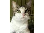 Arabella, Domestic Shorthair For Adoption In Cookeville, Tennessee
