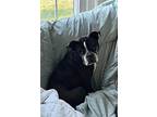 Frances, Boston Terrier For Adoption In Jackson, Tennessee