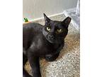 Clark Kent, Domestic Shorthair For Adoption In Seville, Ohio