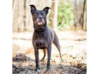 Onyx, Labrador Retriever For Adoption In Reisterstown, Maryland