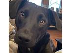 Howie, Patterdale Terrier (fell Terrier) For Adoption In Bloomington, Illinois
