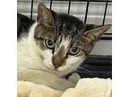 Miche, Domestic Shorthair For Adoption In West Palm Beach, Florida
