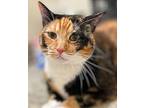 Penelope, Domestic Shorthair For Adoption In West Palm Beach, Florida