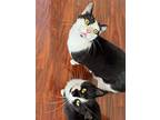 Litchi & Mango (bonded), Domestic Shorthair For Adoption In West Palm Beach