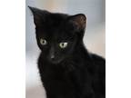 Skylar, Domestic Shorthair For Adoption In Fort Myers, Florida