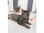 Tarzan, American Shorthair For Adoption In West Palm Beach, Florida