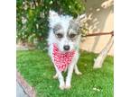 Andy, Terrier (unknown Type, Small) For Adoption In Corona, California