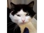 Dice, Domestic Shorthair For Adoption In Seattle, Washington