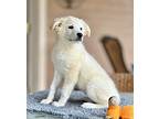 Labrador Retriever Puppy for sale in Sabinal, TX, USA