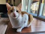 Nate, Domestic Shorthair For Adoption In Morehead, Kentucky