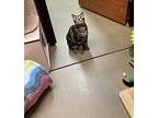 Finch, Domestic Shorthair For Adoption In Melville, New York