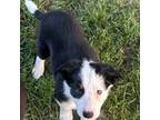 Border Collie Puppy for sale in Winamac, IN, USA