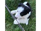 Border Collie Puppy for sale in Winamac, IN, USA