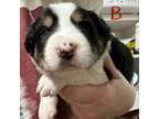 Border Collie Puppy for sale in Winamac, IN, USA