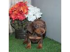 Dachshund Puppy for sale in Hasty, CO, USA