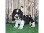Cocker Spaniel Puppy for sale in Hasty, CO, USA