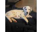 Dalmatian Puppy for sale in Huntsville, AL, USA