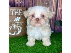 Shih Tzu Puppy for sale in Tamarac, FL, USA