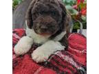 Labradoodle Puppy for sale in Ada, OK, USA