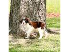 English Springer Spaniel Puppy for sale in Fitzgerald, GA, USA