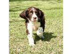 English Springer Spaniel Puppy for sale in Fitzgerald, GA, USA