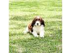 English Springer Spaniel Puppy for sale in Fitzgerald, GA, USA