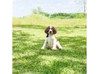 English Springer Spaniel Puppy for sale in Fitzgerald, GA, USA