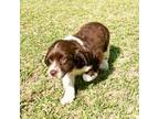 English Springer Spaniel Puppy for sale in Fitzgerald, GA, USA