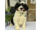 Mutt Puppy for sale in Warsaw, NY, USA