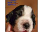 English Springer Spaniel Puppy for sale in Newfolden, MN, USA