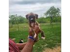 Boxer Puppy for sale in Lockhart, TX, USA