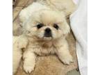 Pekingese Puppy for sale in Lakeland, FL, USA