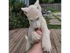 Siberian Husky Puppy for sale in Valparaiso, IN, USA