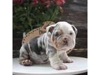 English bulldog