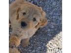 Goldendoodle Puppy for sale in Joplin, MO, USA