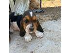 Basset Hound Puppy for sale in Ashland City, TN, USA