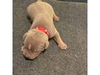 Mutt Puppy for sale in Roanoke, VA, USA
