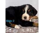 Bernese Mountain Dog Puppy for sale in Edwardsburg, MI, USA