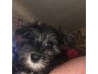 Schnauzer (Miniature) Puppy for sale in Hornell, NY, USA