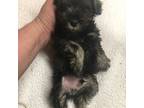 Schnauzer (Miniature) Puppy for sale in Hornell, NY, USA