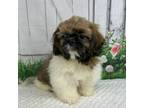 Shih Tzu Puppy for sale in Sullivan, IL, USA