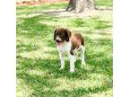 Brittany Puppy for sale in Fitzgerald, GA, USA