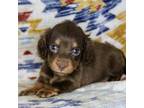 Dachshund Puppy for sale in Boyd, TX, USA