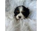 Cavalier King Charles Spaniel Puppy for sale in Crane, OR, USA