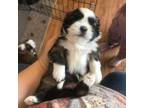 Shih Tzu Puppy for sale in Brainerd, MN, USA