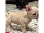 French Bulldog Puppy for sale in Bolivar, MO, USA