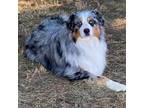 Australian Shepherd Puppy for sale in Warrenton, MO, USA