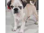 Pug Puppy for sale in Temple, TX, USA