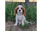 Cavalier King Charles Spaniel Puppy for sale in Parker, CO, USA